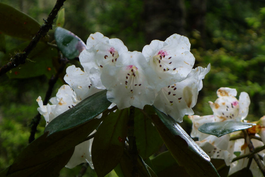 p1000557-1.jpg