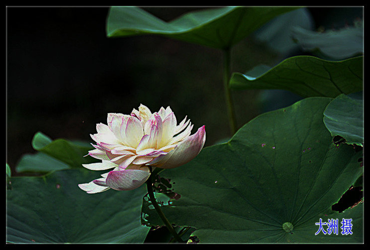 dsc_0033_.jpg