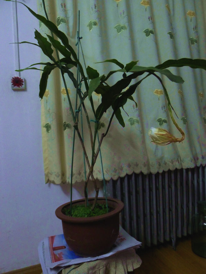 p1000962-1.jpg