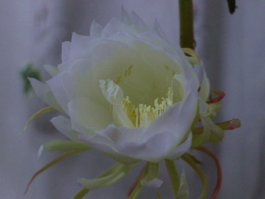 p1000973-1.jpg