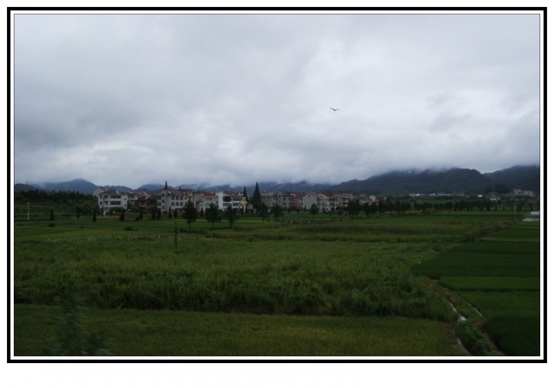 conew_s73f1386.jpg