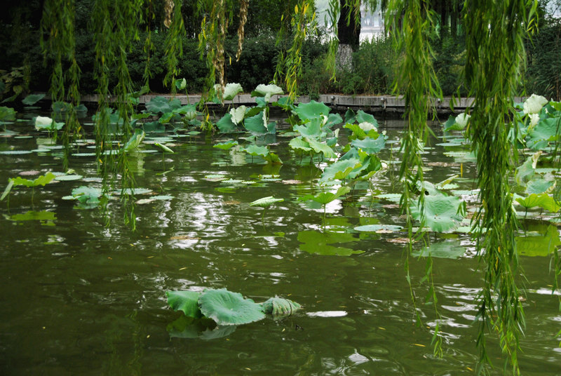 dsc_0084.jpg