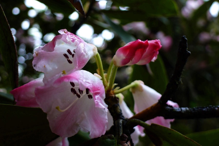p1000580-1.jpg