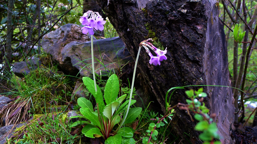 p1000601-1.jpg