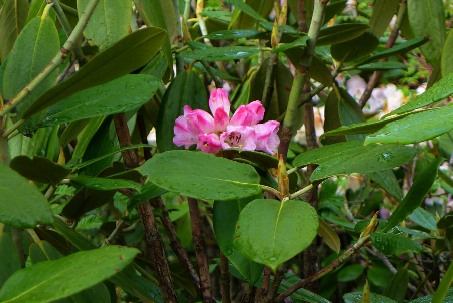 p1000602-1.jpg