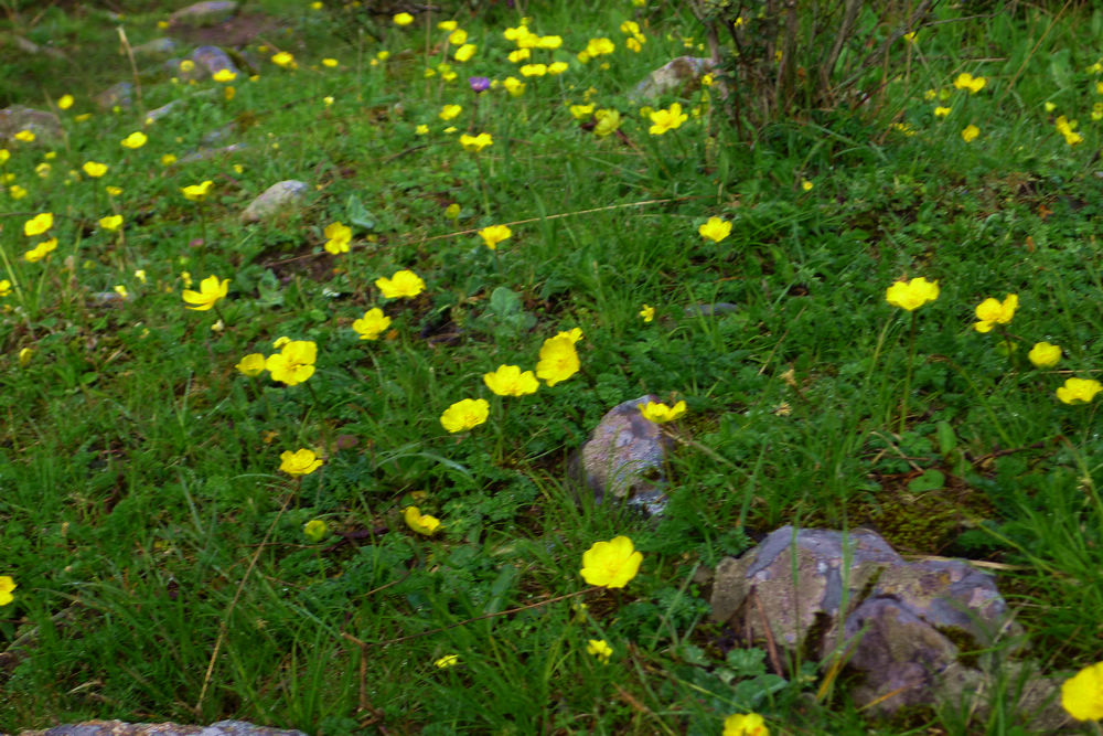 p1000610-1.jpg