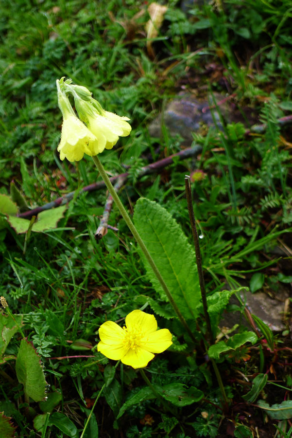 p1000618-1.jpg