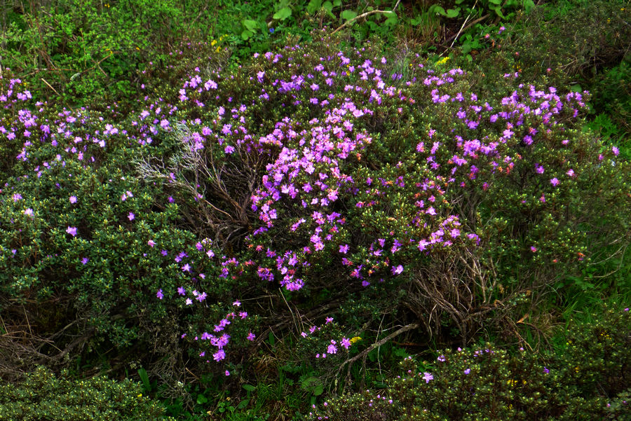 p1000619-1.jpg