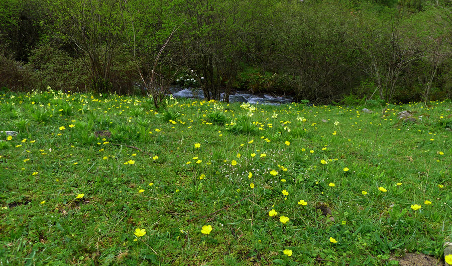 p1000621-1.jpg