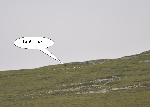 ţ.png