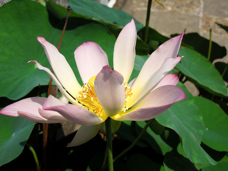 dscn0490.jpg