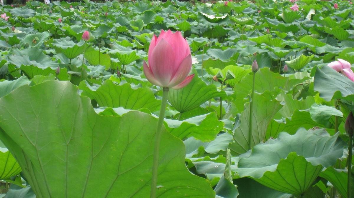С Ƭ 027.jpg