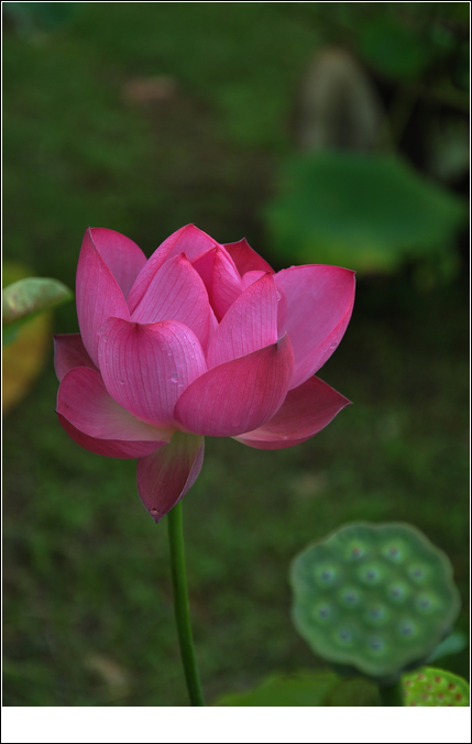 dsc_0628s.jpg