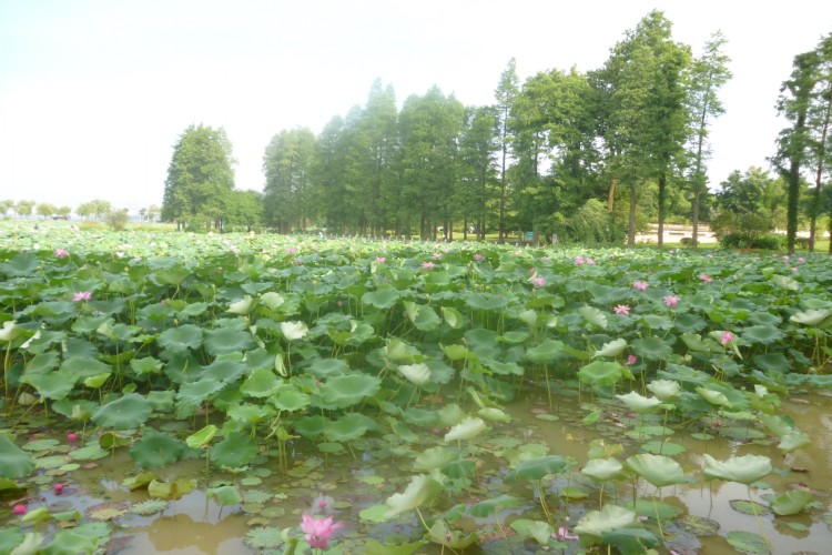 conew_p1050075.jpg