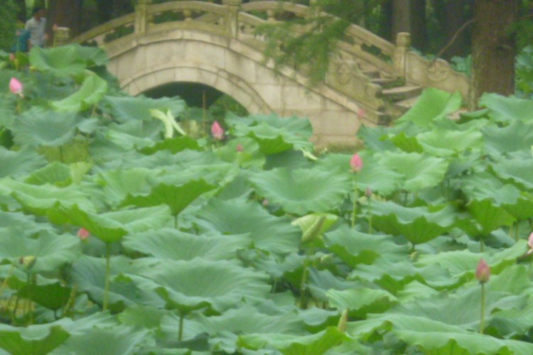 conew_p1050708.jpg