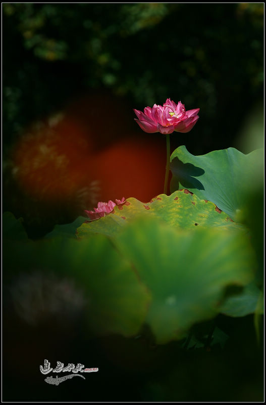 img_9792xg.jpg