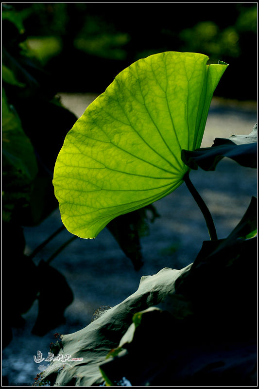 img_0094xg.jpg