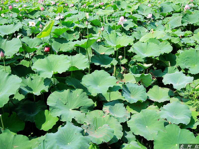 dscn0730.jpg