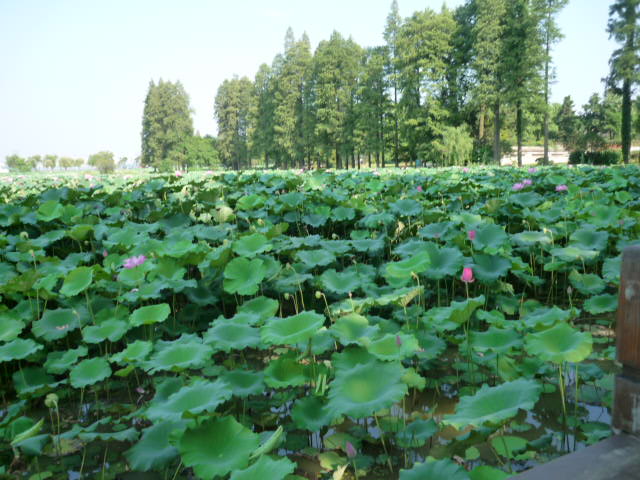 p1080229.jpg
