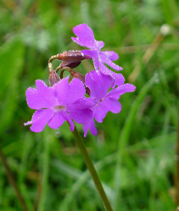 p1000625-1.jpg
