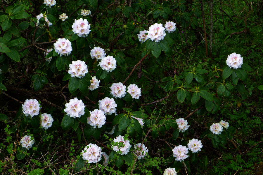 p1000629-1.jpg