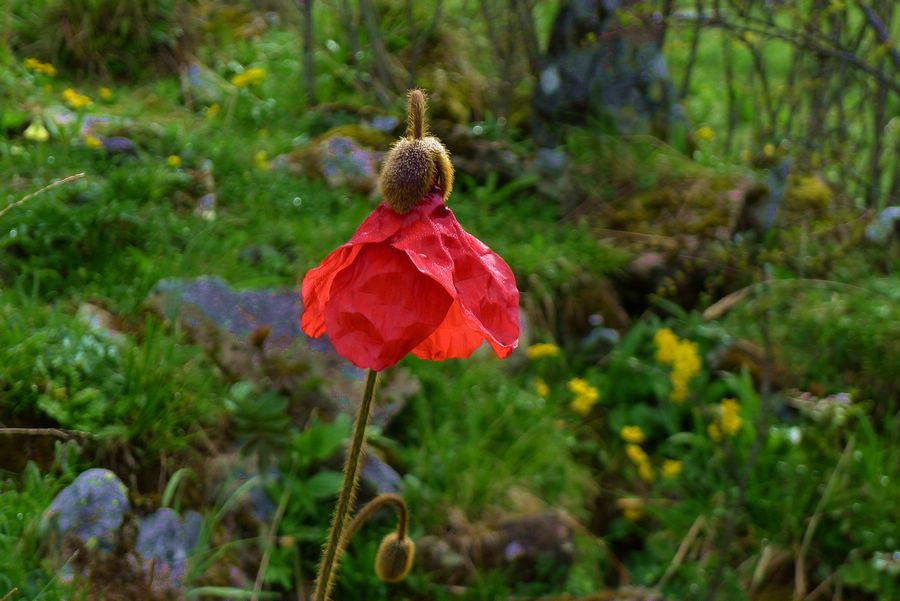 p1000642-1.jpg