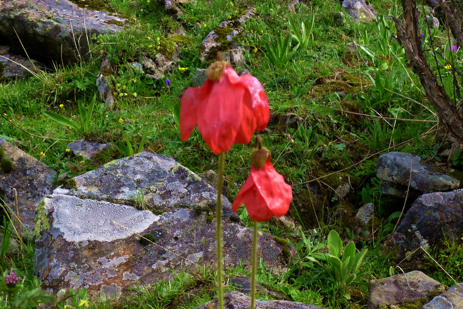 p1000643-1.jpg
