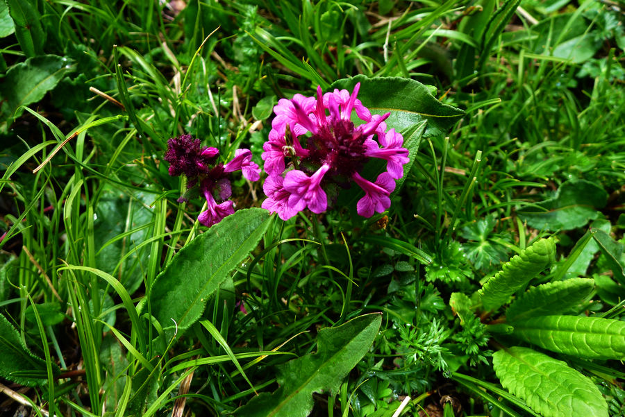 p1000673-1.jpg