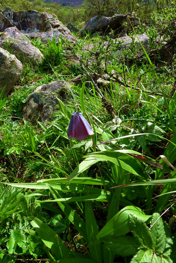 p1000686-1.jpg