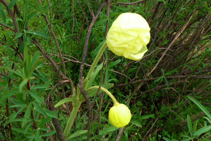p1000734-1.jpg