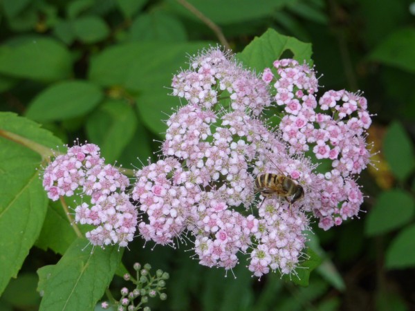p1070288_conew1.jpg