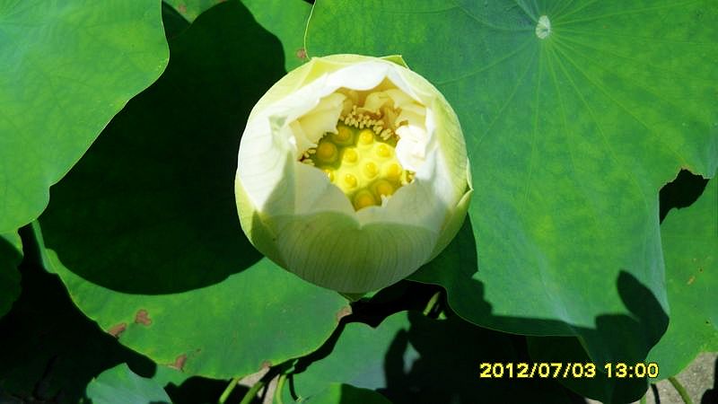 neo_img_sam_0648.jpg