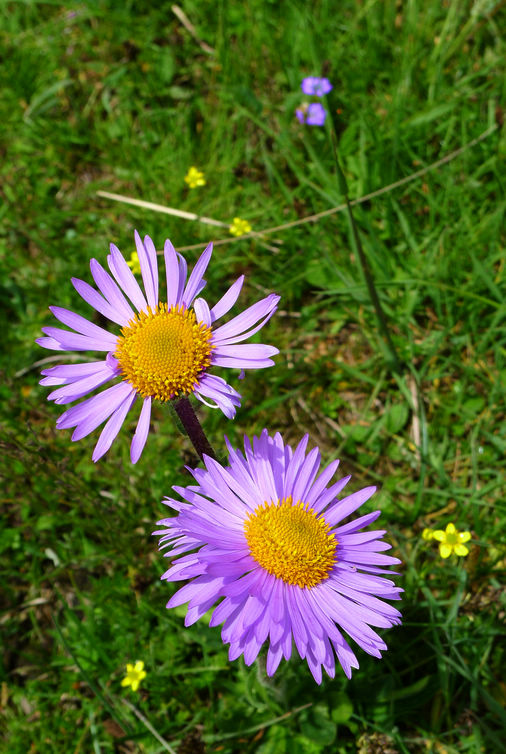 p1000771-1.jpg