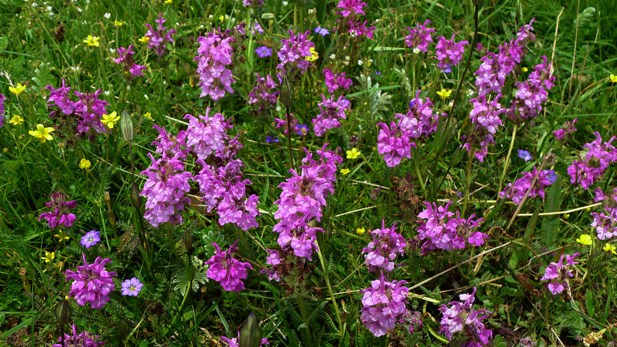 p1000775-1.jpg