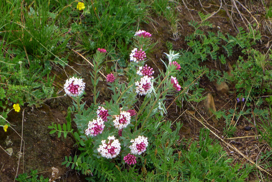 p1000829-1.jpg