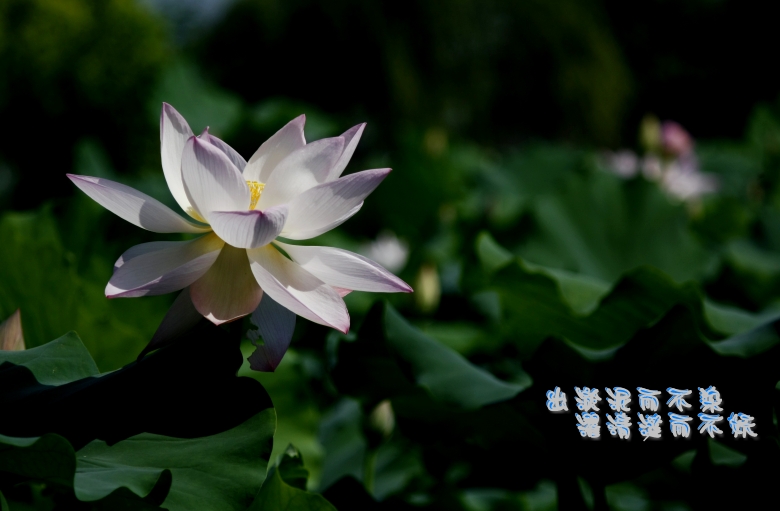 _mg_1748_conew1.jpg