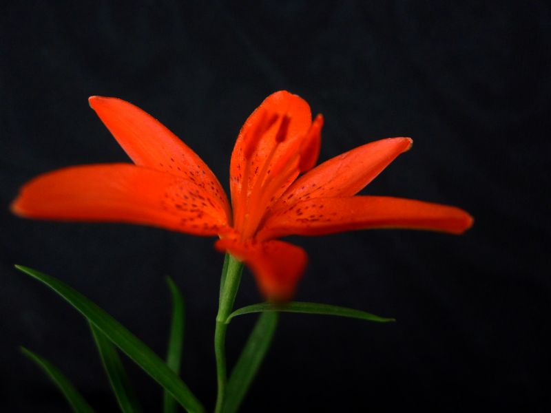 p1130361.jpg