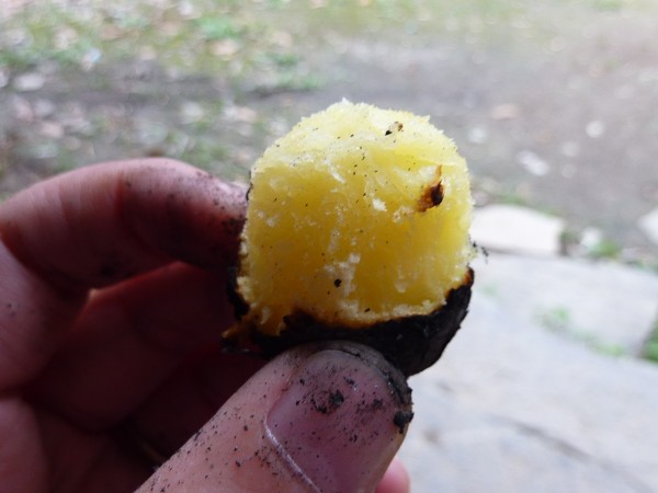 p1070409_conew2.jpg