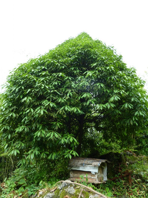 p1070420_conew2.jpg
