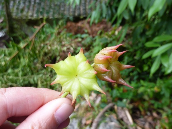 p1070419_conew2.jpg