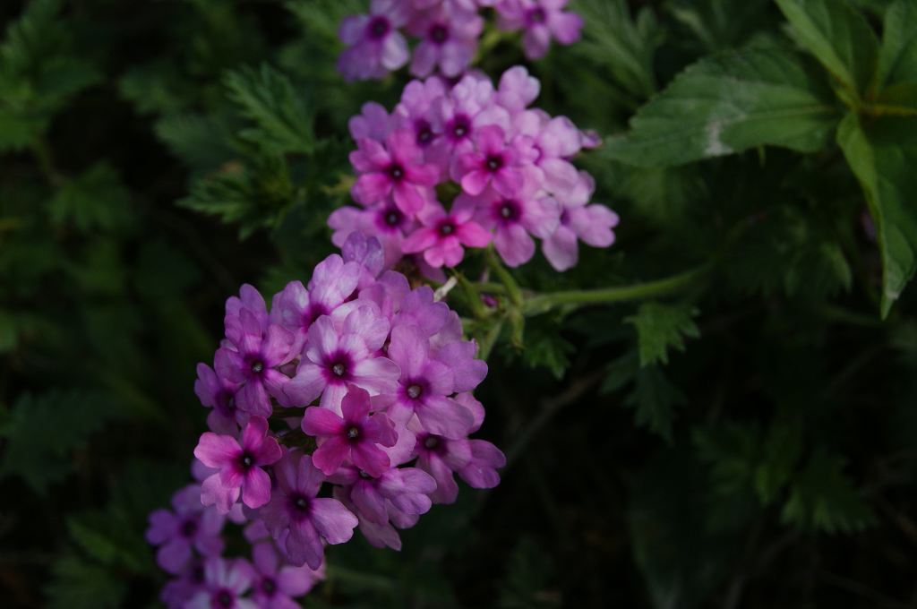 dsc00702.jpg