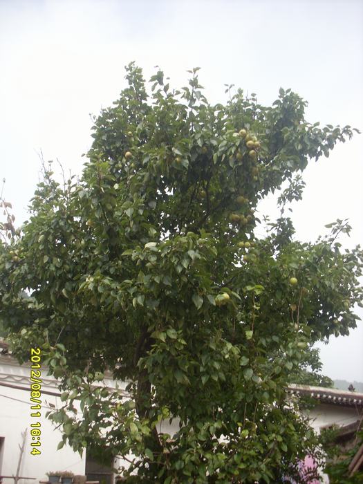 sl388525.jpg