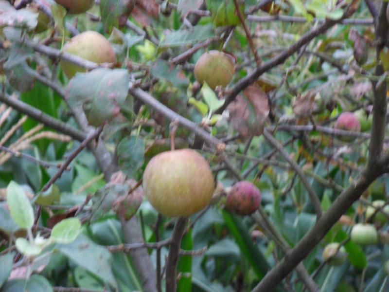 sdc10039.jpg