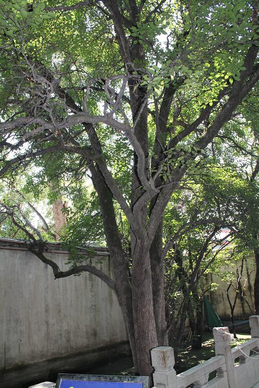 Ƭ 077.jpg