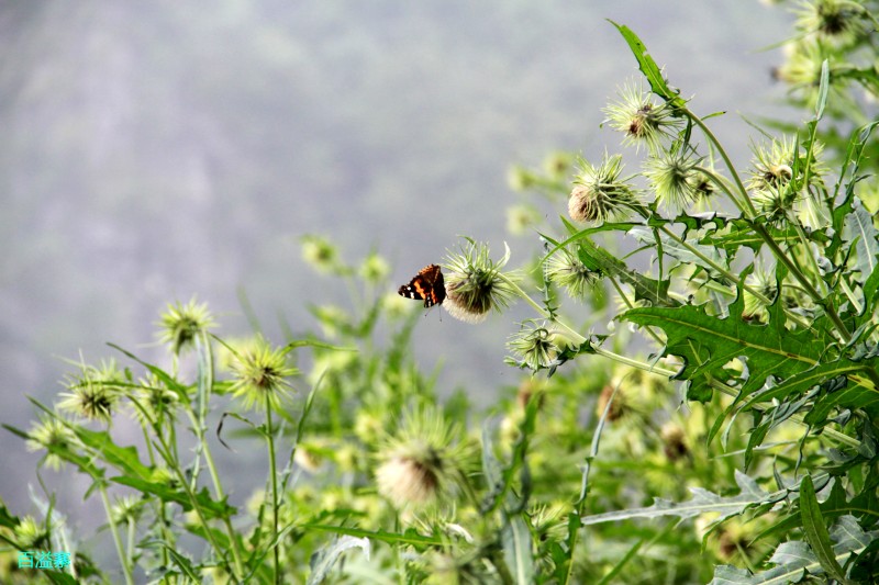 conew_img_0126.jpg