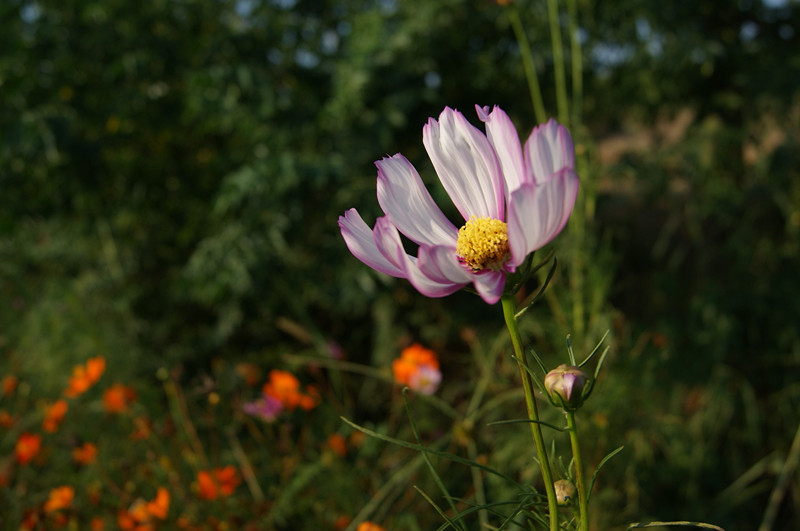 dsc01466_.jpg