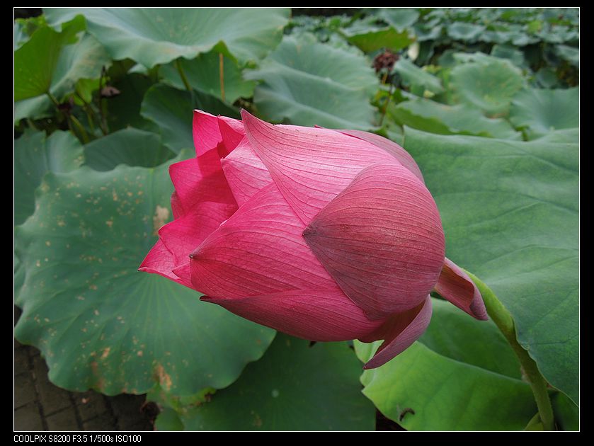 dscn1226.jpg