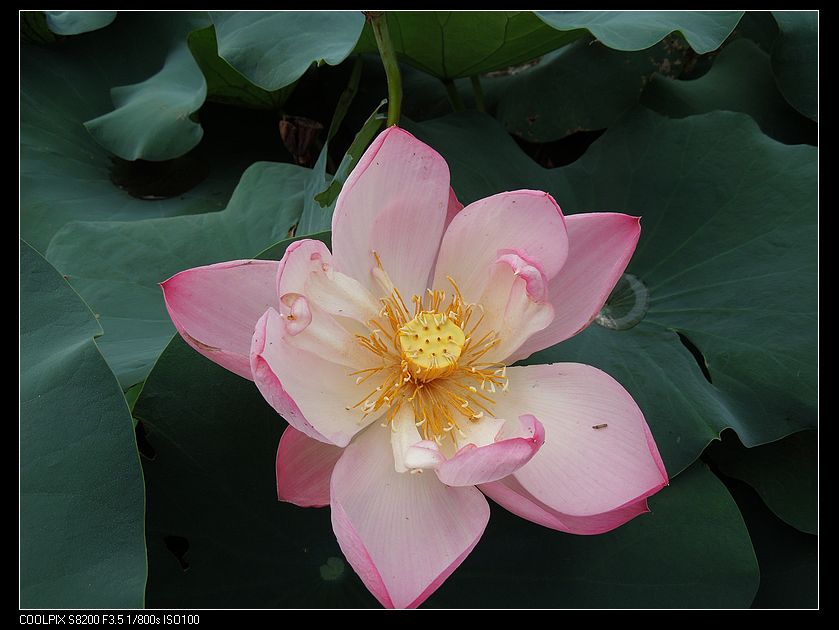 dscn1229.jpg