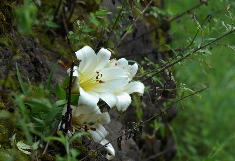 dsc_0545.jpg