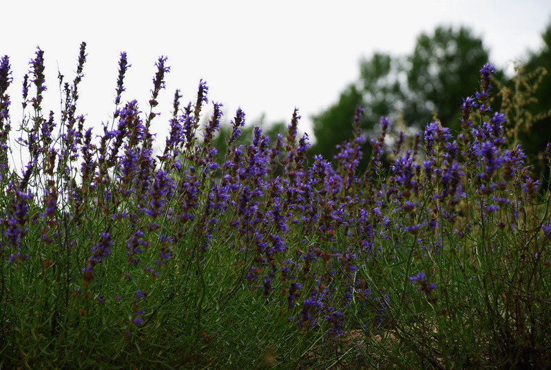dsc_7402.jpg